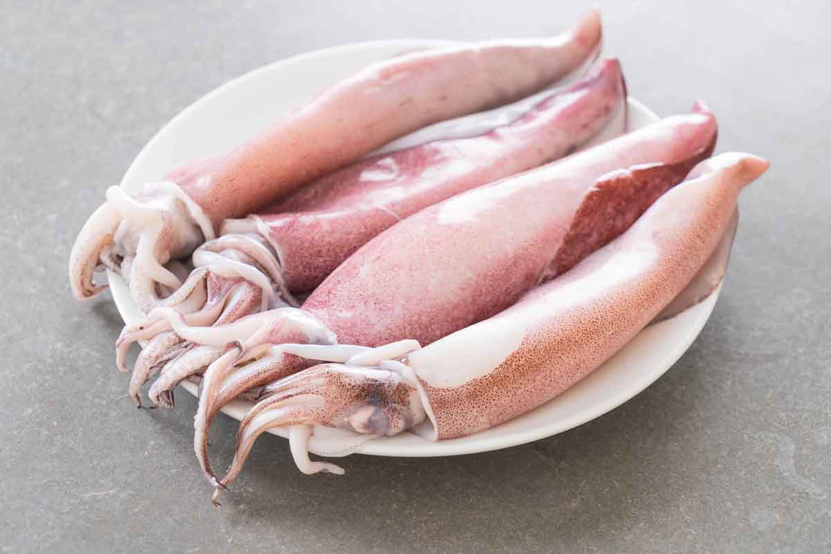 squid-cfishery