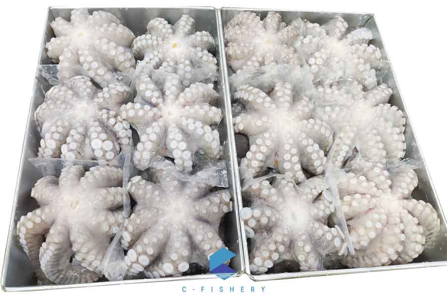 octopus-cee2