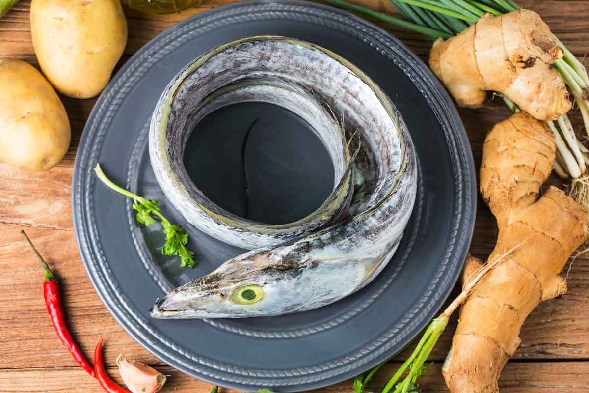 ribbonfishcfishery