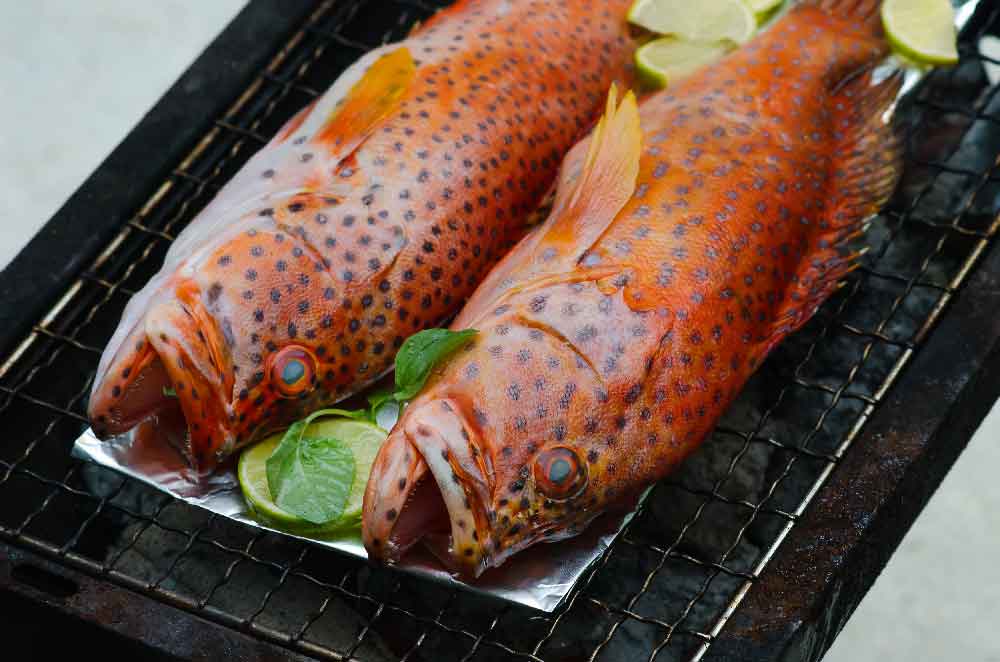 grouper-fish-cfishery