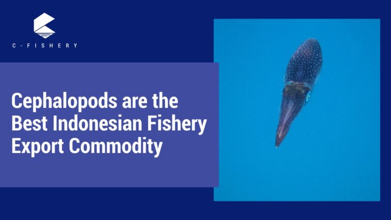 Cephalopods is The Best Indonesian Fishery Export Commodity