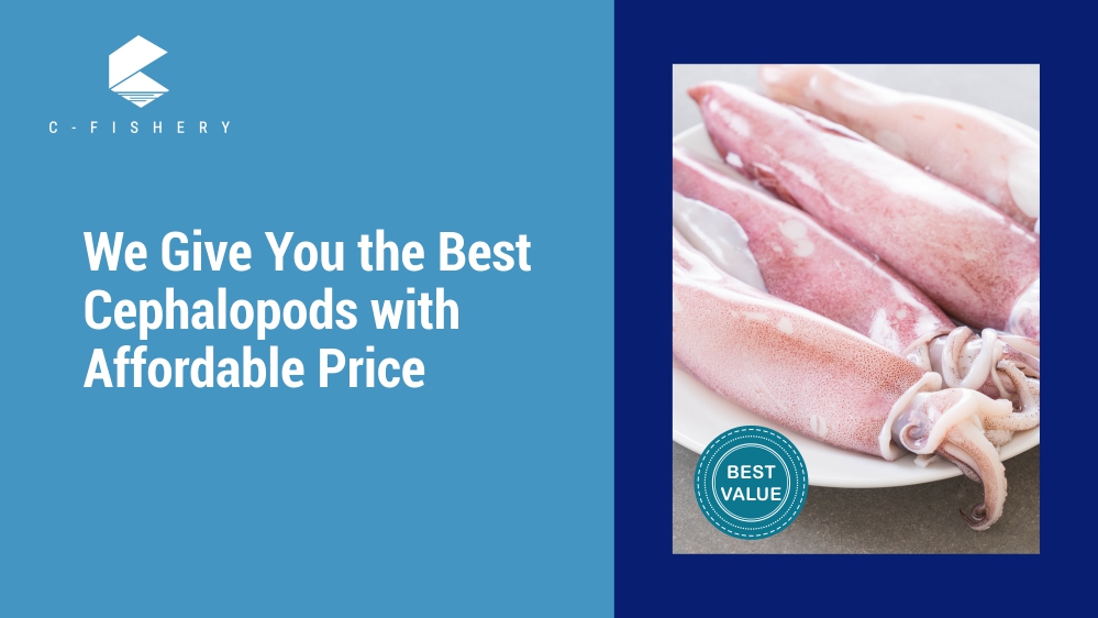 We Give You the Best Cephalopods with Affordable Price