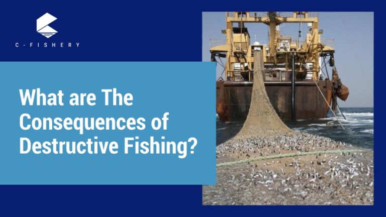 What are the Consequences of Destructive Fishing?
